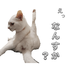 yuga_20241029192117