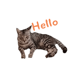 cool cat_20241030070714