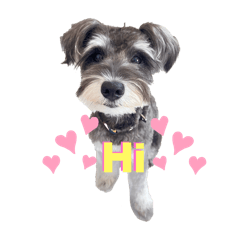U'i  miniature schnauzer