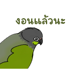 Greenbirb_20241030202906