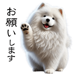 White fluffy - its name is Samoyed!