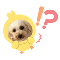pupu_20241030193703