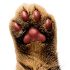 Need a Helping Paw! Cat Paw Pad Stickers