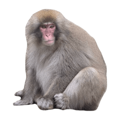 Nihonzaru Japanese macaque