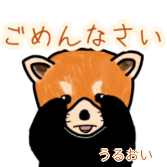 Uruoi's lesser panda