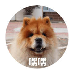 家有萌犬-寶帝與寶兒