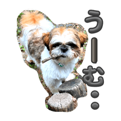Roko_20241101093812