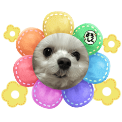 Belluna_20241101214605