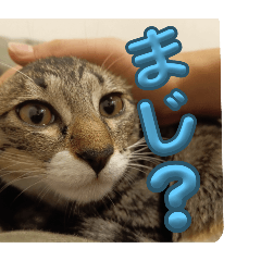 TANUKI_20241101214513
