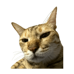 Lesley_20241102000924 – สติกเกอร์ LINE | LINE STORE