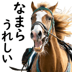 Hokkido dialect horse