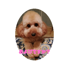 momo toypoodle