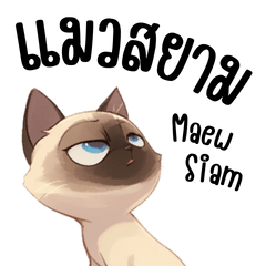 Maew Siam (Siamese cat) Adorable Style