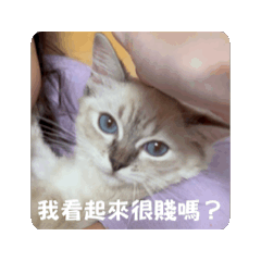 娜比是隻仙女喵3.0