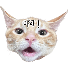 喵之日常༣