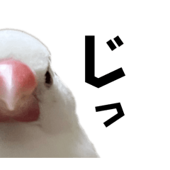 文鳥のあめとゆき_写真_2