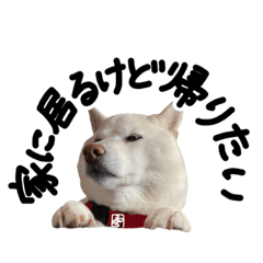 White Shibainu melancholy LIENsticker