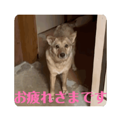 ちゃんた家の面々 - LINE スタンプ | LINE STORE