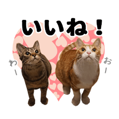 Tabby Cats Stickers