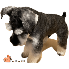 mini schnauzer  "Rukku"