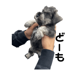 Mini schnauzer "Rukku"