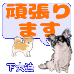 Shimooosako's letters Chihuahua