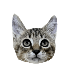 KATO PAINTER_20241102161727