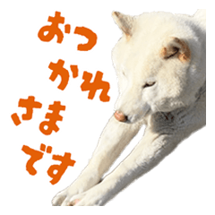 Shibainu sadaharu PC words