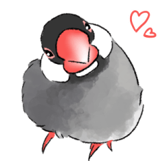 Java sparrow at my house