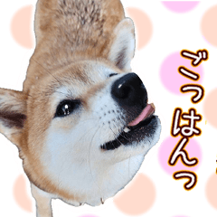 Hope your Shiba Inu happy every day.