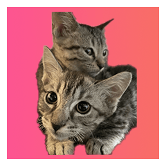 cattwins