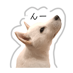 The daily life of Hokkaido dog "Yuyu"