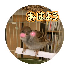 Tsubaki_20241104090906