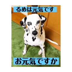 I  am rume. Very cutie dog!