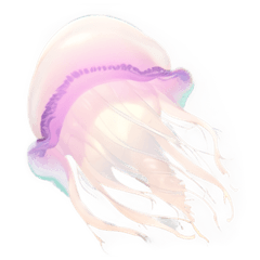 [For stamp arrangement] Jellyfish