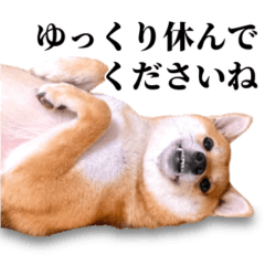 A natural Shiba Inu