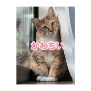 sumi0_20241104213431