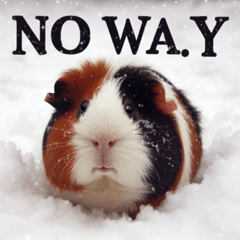 Snowy Guinea Pig @SFW