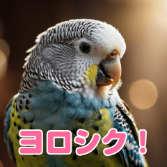 budgie sticker!