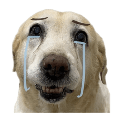 麻薩是隻拉布拉多