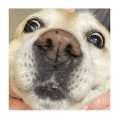 意義不明的麻薩