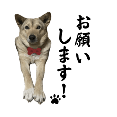 The lovely dog of the Iwasaki family