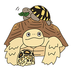 three tortoises