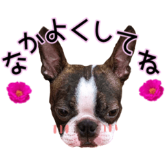 Boston terrier puppy stickers.