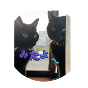nyans_20241105181512