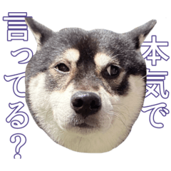 Shibes Stamp -Hideyoshi-