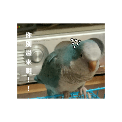 蛤鳥