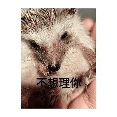 pupu的生活日記