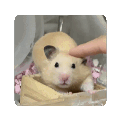 HAMSTER TAMAO_20241107004304