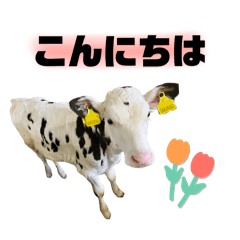 Friends of Sakura Dairy Farm in Hokkaido